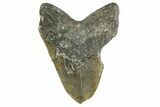 Bargain, Fossil Megalodon Tooth - North Carolina #346322-2